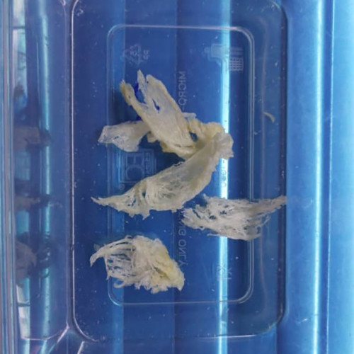 BROKEN / ANGLE PART / Chân tổ yến